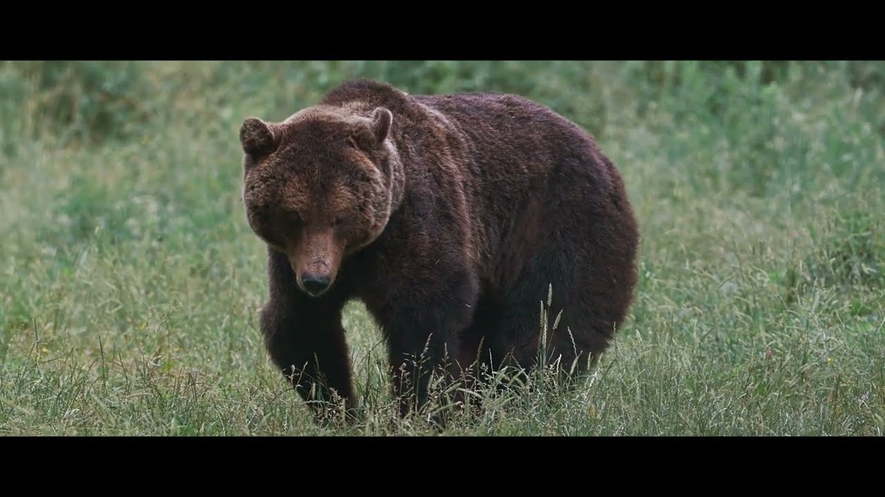 L'Orso Bruno 