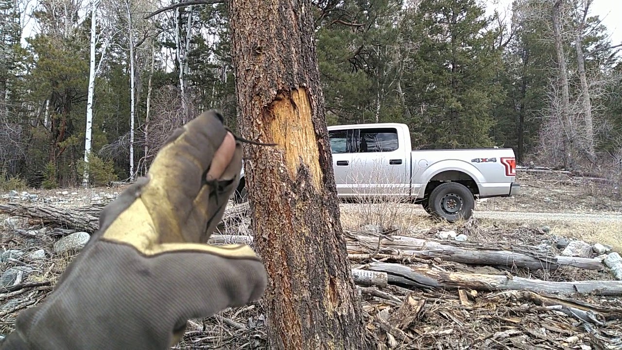 Timber Cruising Part 3- Demonstration on Defecting
