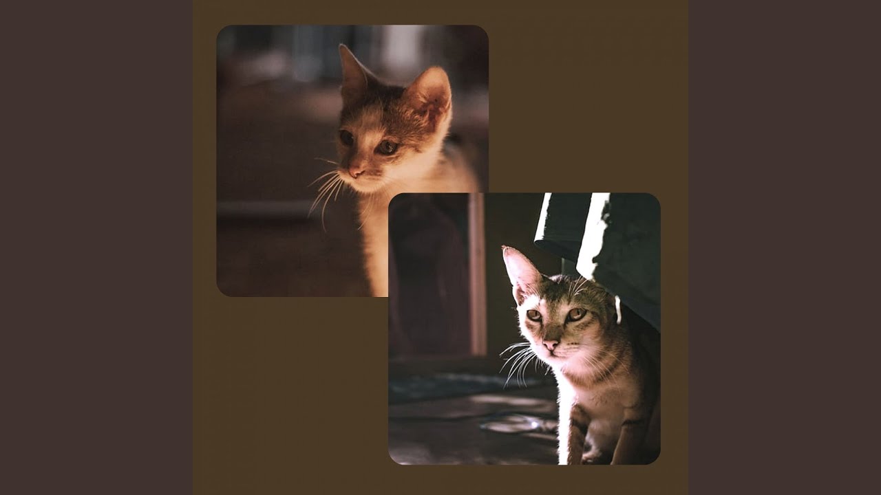 Smooth Jazz Guitar Soundtrack for A Quiet Cat