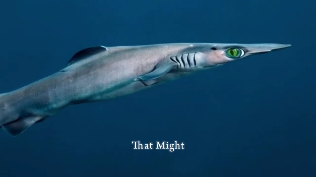 The Birdbeak Dogfish Shark