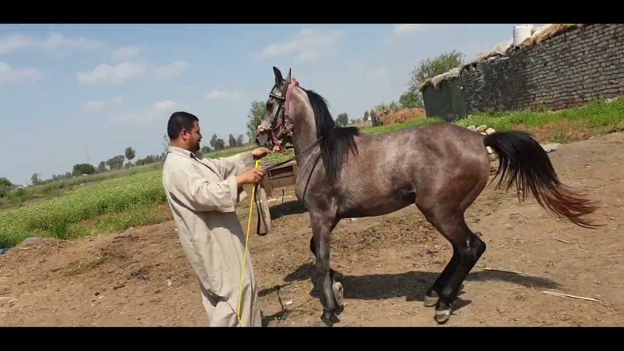 تدريب الخيل # علي الرقص# بدون مزمار شاهد الطريقة الصحيحة مع المدرب محمد صبحي ابو فارس