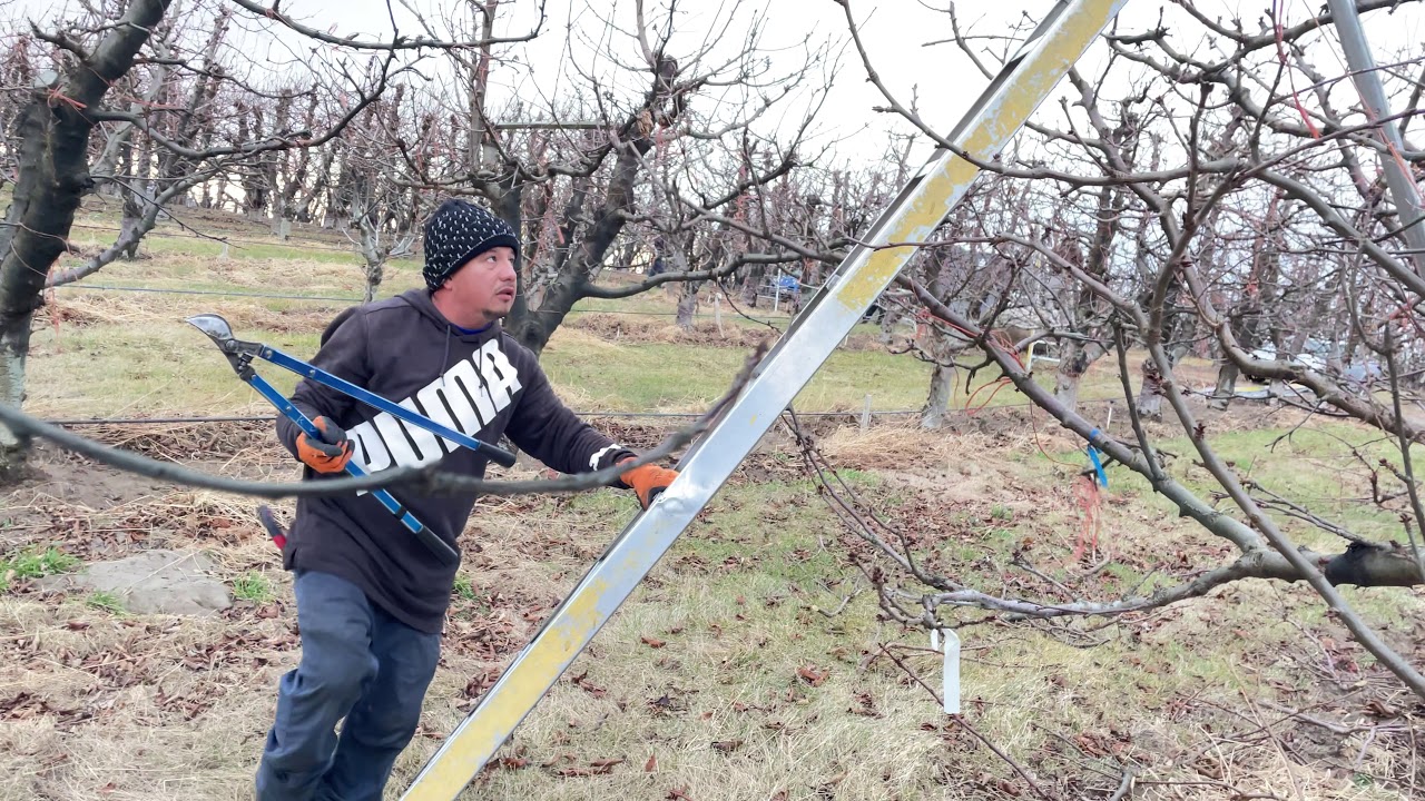 En la poda de arboles de cherry