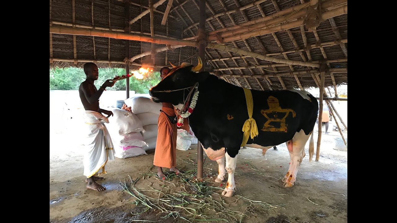 Feed the Gaumatas of Satguru Charity Gaushala amid the pandemic situation