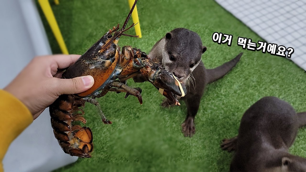 수달에게 살아있는 랍스터를 줘보았다. / I gave an otter a lobster.