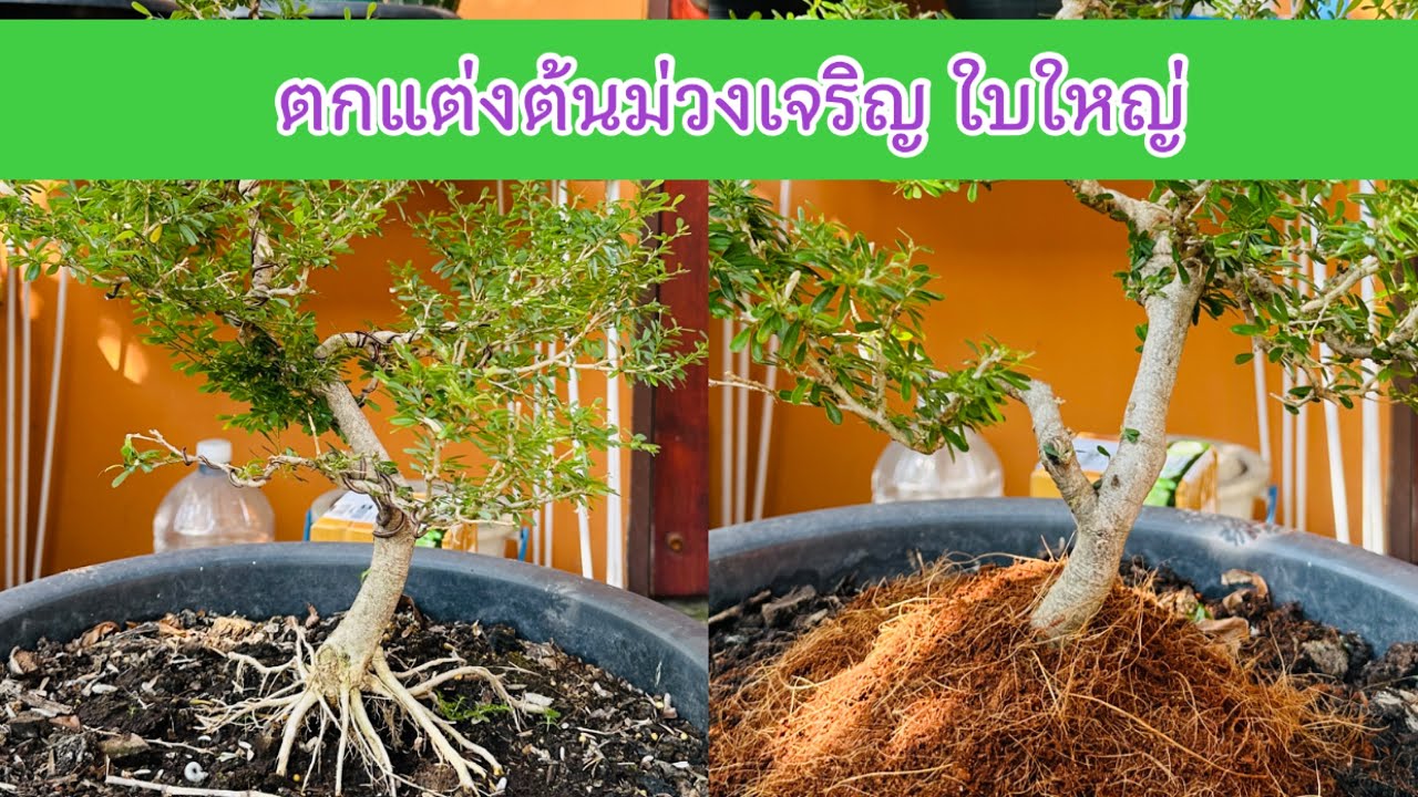 ตัดแต่งต้นม่วงเจริญ พรวนดินใส่ปุ๋ย | Purple flowering tree bonsai