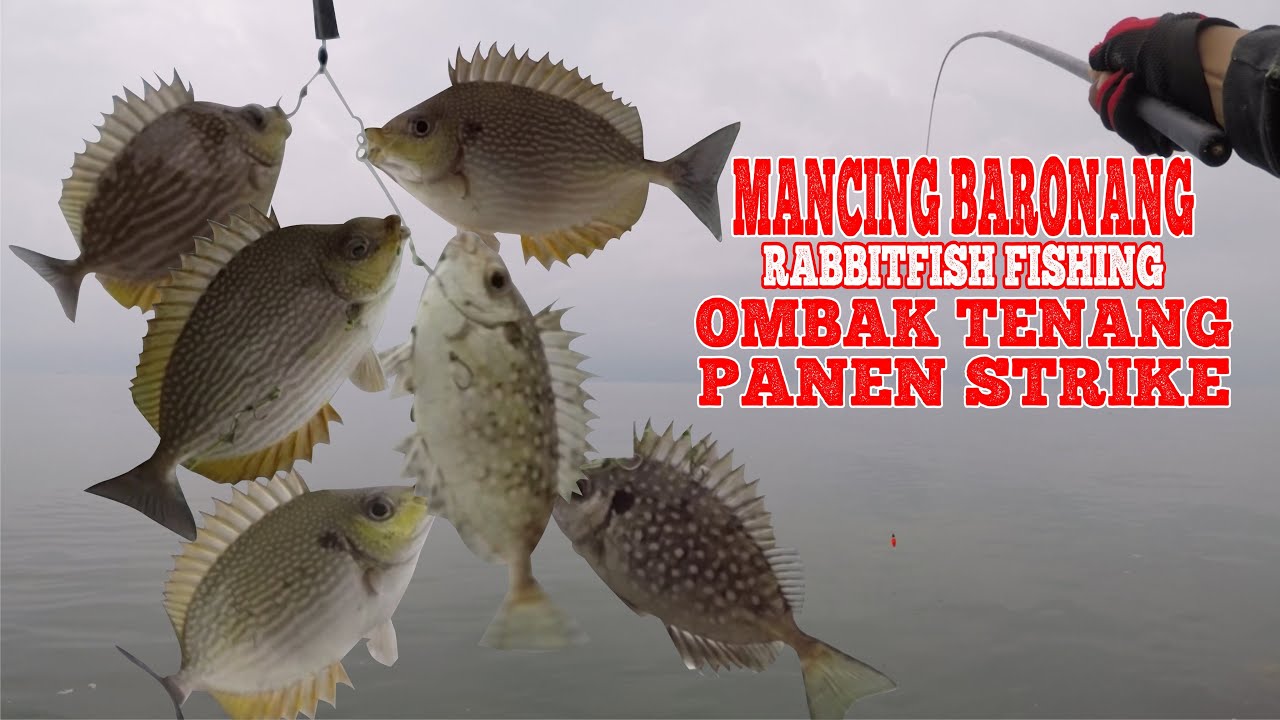 Cara Mancing Baronang Saat Ombak Tenang , Dapat 80 Ikan 2 Jam : Rabbitfish Fishing for Fun Fishing