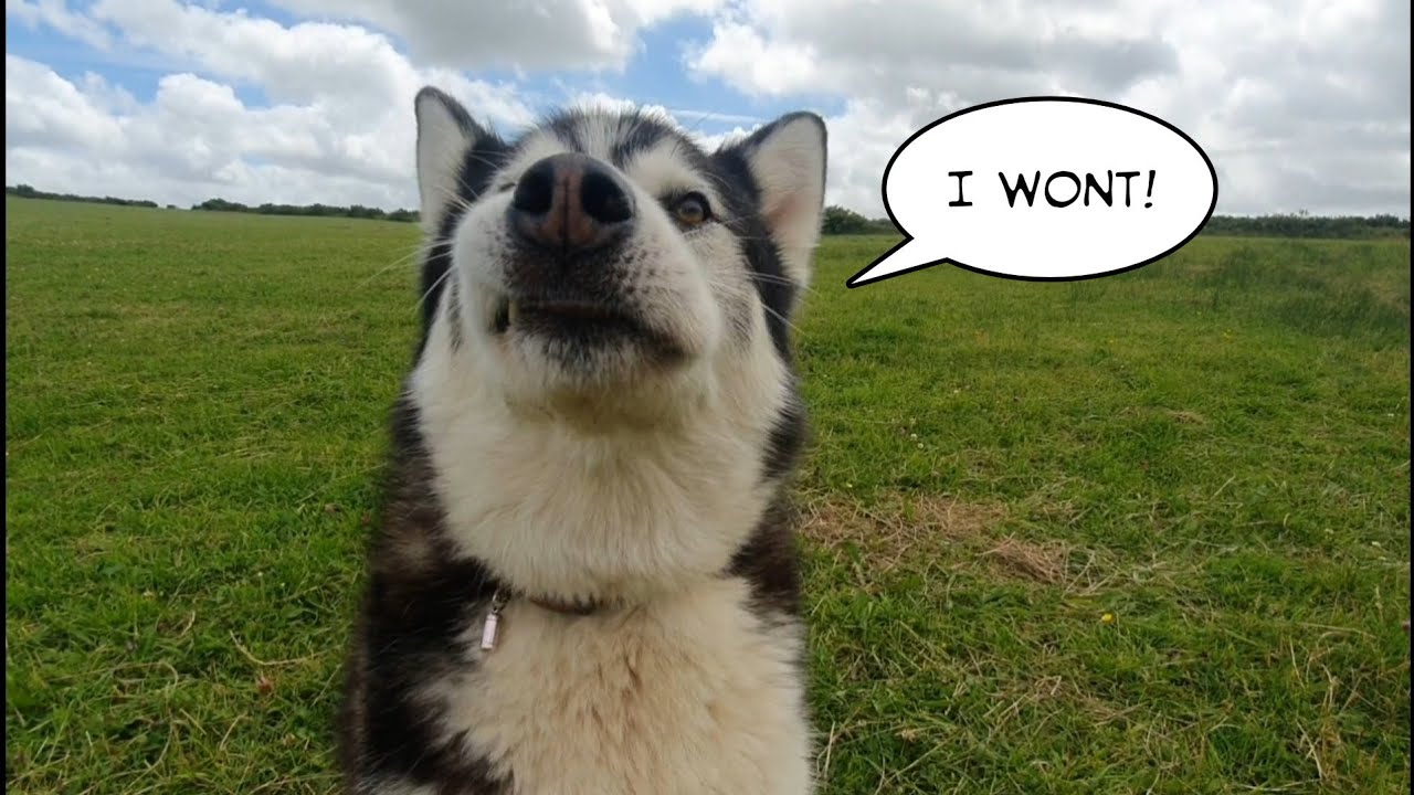 Cute dog wont admit hes wrong but still Loves Me
