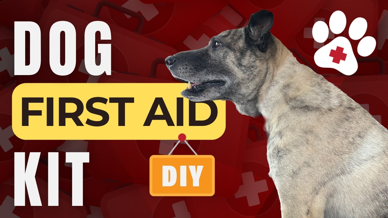 DIY Dog First Aid Kit - Basics and Beyond