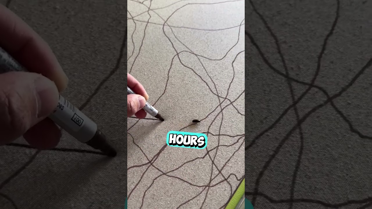 Он использовал жука, чтобы создать искусство 😳 (@patriciotejedo/IG)