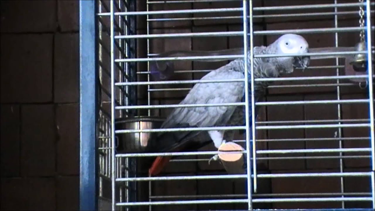 super gris du gabon