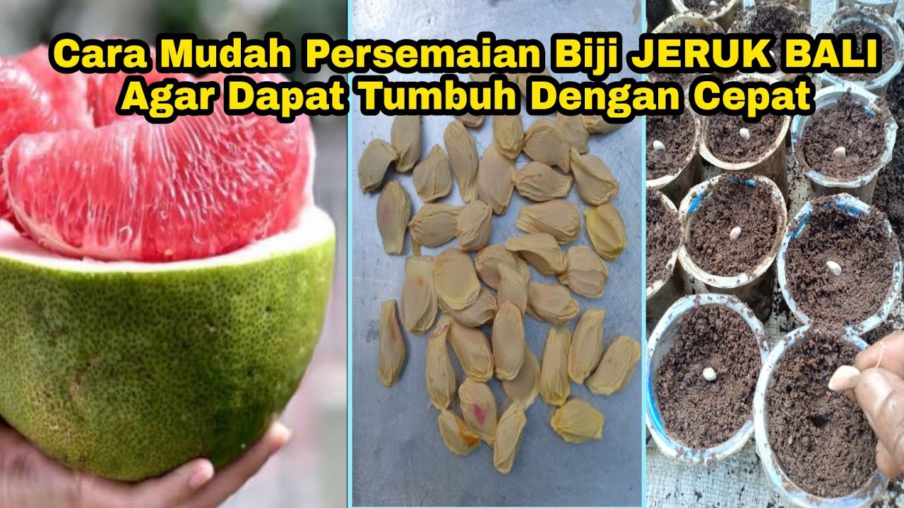 Cara Mudah Persemaian Biji JERUK BALI Agar Dapat Tumbuh Dengan Cepat