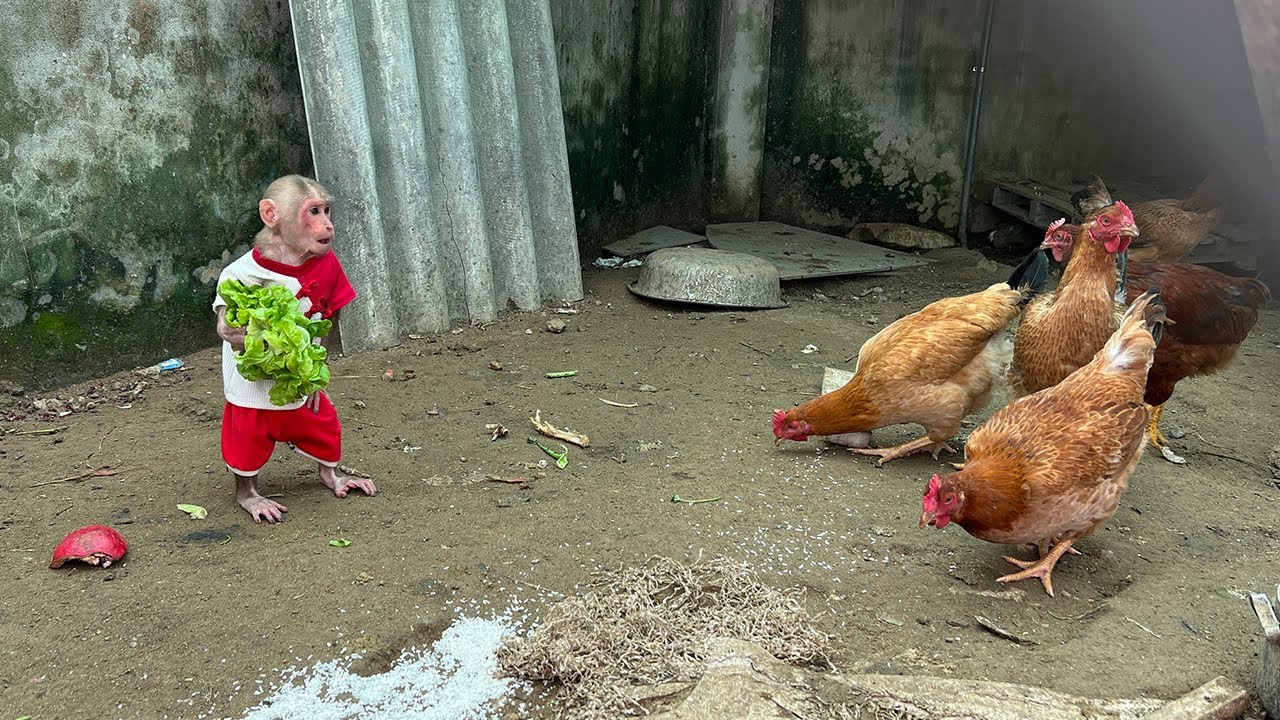 Bibi farmer enlisted harvest vegetables to help Grandma feed the chickens