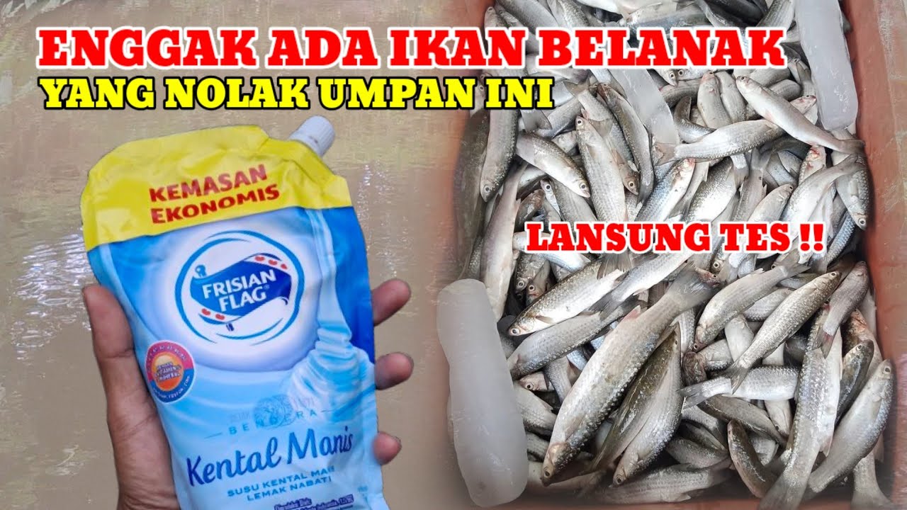 UMPAN JITU BUAT IKAN BELANAK SUSAH MAKAN‼️100% AUTO HAUP