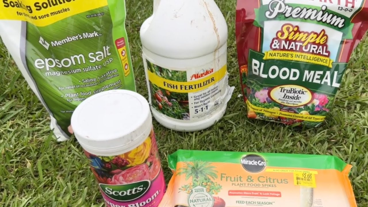 Cách bón phân mãng cầu cây ăn trái ra bông thật nhiều và cách thụ phấn | fertilizer for fruit trees
