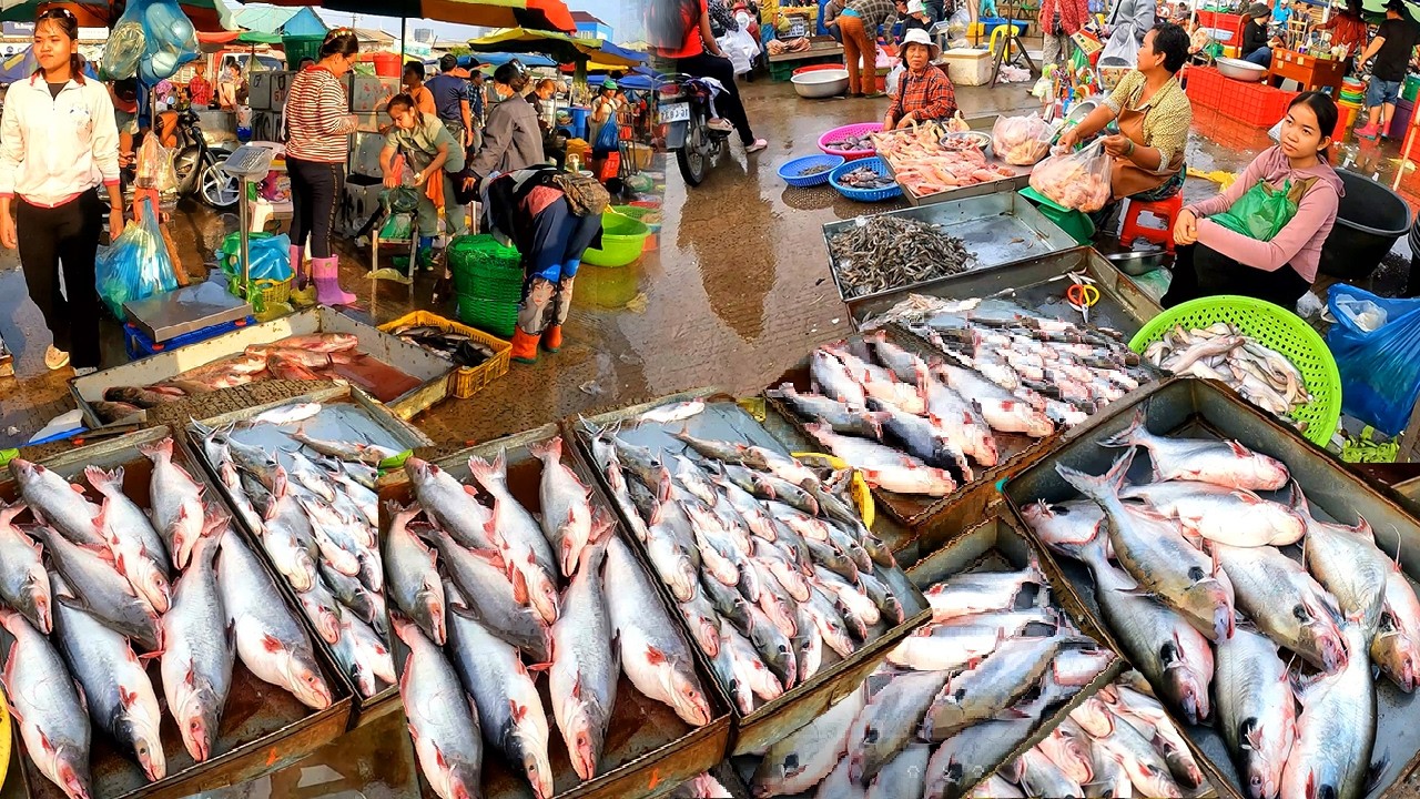 Cambodia Freshwater Fish, River Fish, Abundant Fish, Wet Markets, Fish Distribution Market