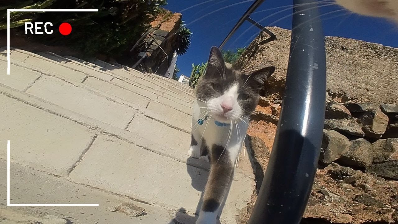 Cat With GoPro Shows You The Secret Life Of Cats + Encounter With a Dog