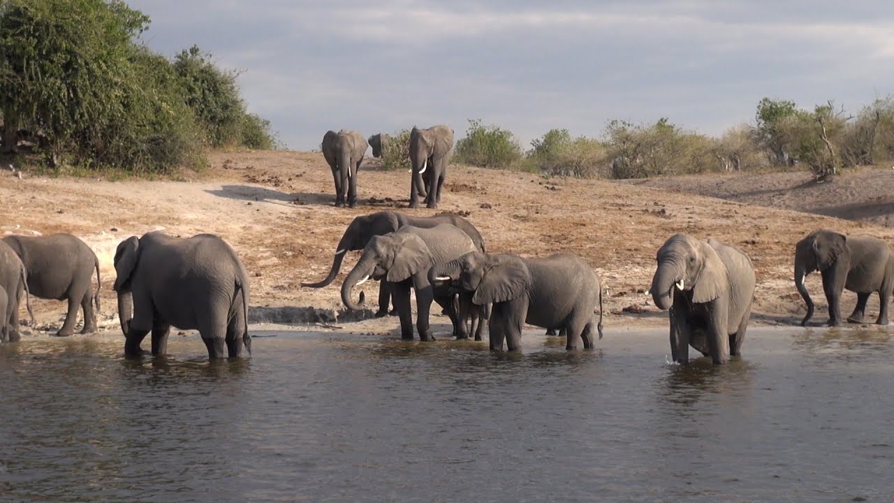 Chobe Safari Botswana