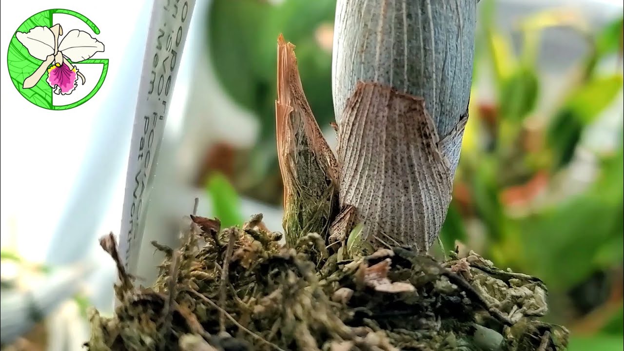 Cycnoches, C. walkeriana, and most Cattleyas growing • Dry season week 10 • 15 January 2022