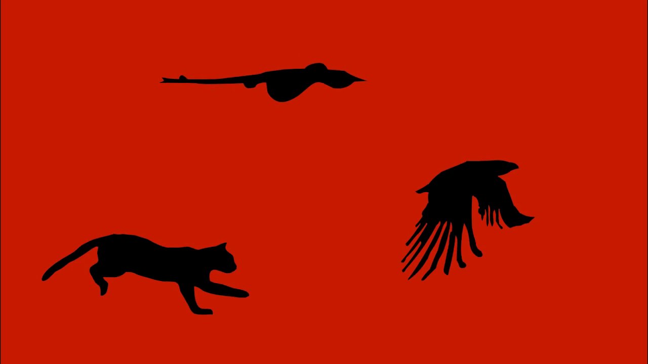 I vertebrati: pesci, anfibi, rettili, uccelli e mammiferi