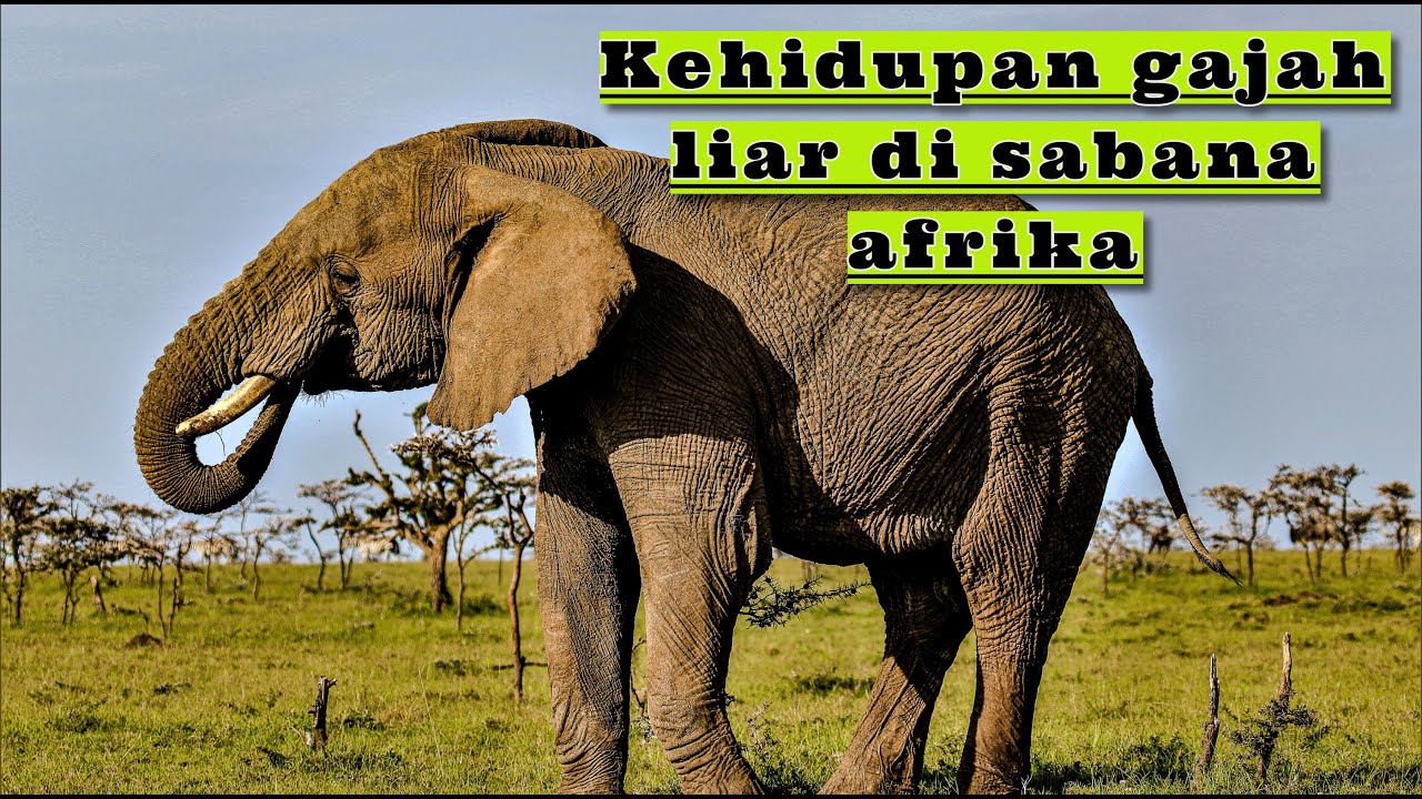 Fakta unik gajah || elephant || belajar mengenal hewan