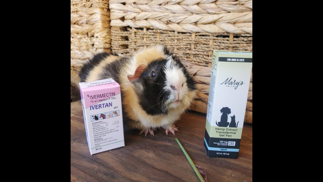 Watch These Rescued Guinea Pigs Find Forever Homes