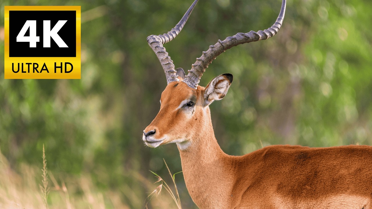 IMPALA 4K HDR 60FPS: Graceful African Wildlife in Ultra HD | Smooth Motion TV Demo