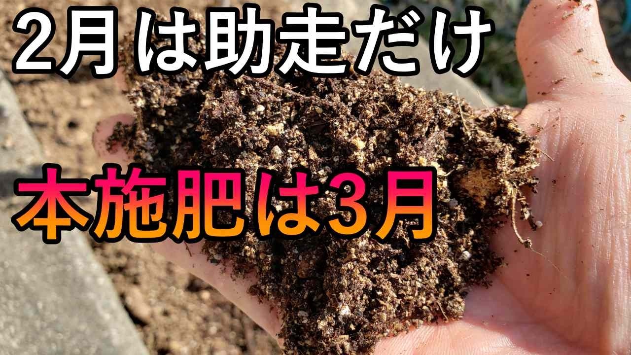 2026春肥ニュース｜2月は“助走だけ”。レモン・みかん・柚子は3月の本施肥で動き出す