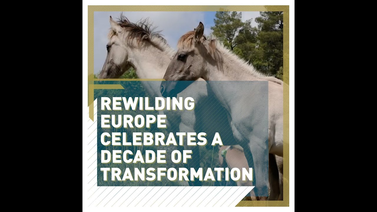 Bison to brown bears: 10 years of Rewilding Europe