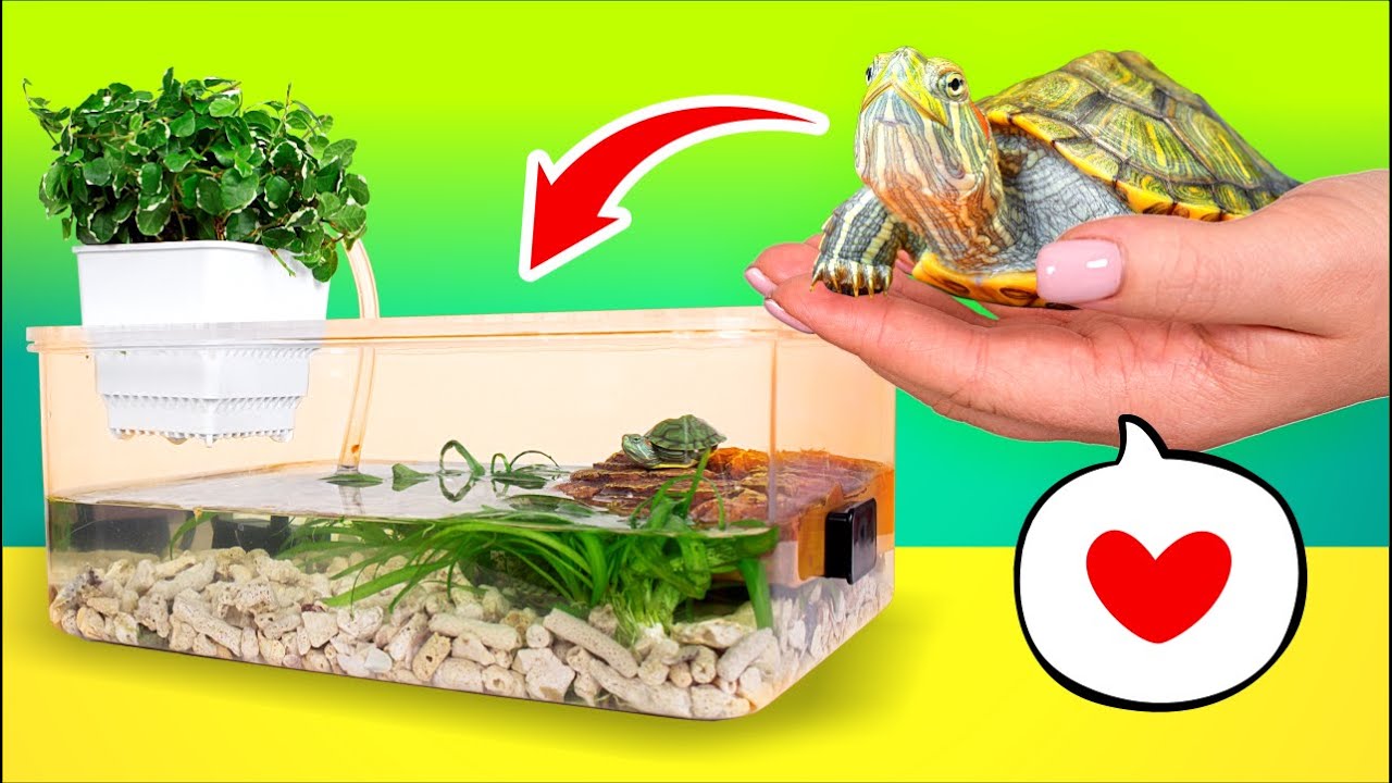Las tortugas se mudan a su nuevo y más espacioso hogar