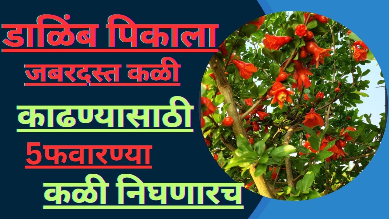 !!डाळिंब सेटिंग काळात जास्त कळी निघण्यासाठी कोणत्या फवारण्या कराव्यात!?