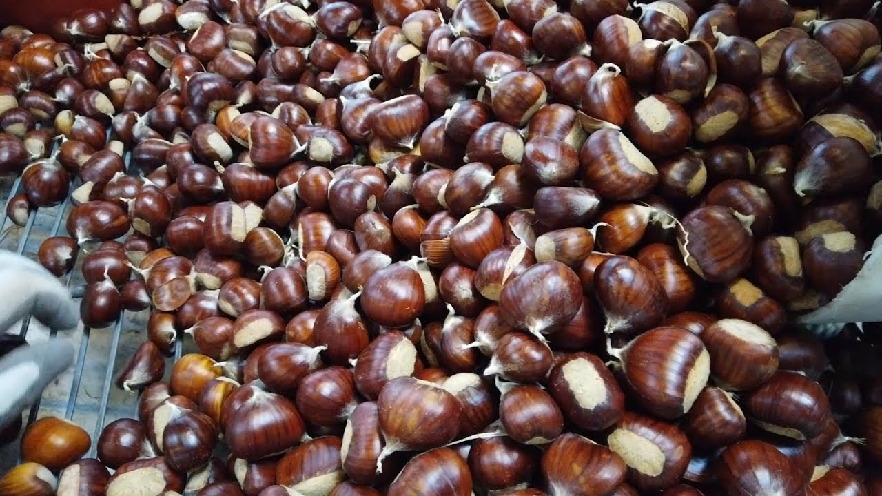 Correia Chestnut Farm Harvest Tour