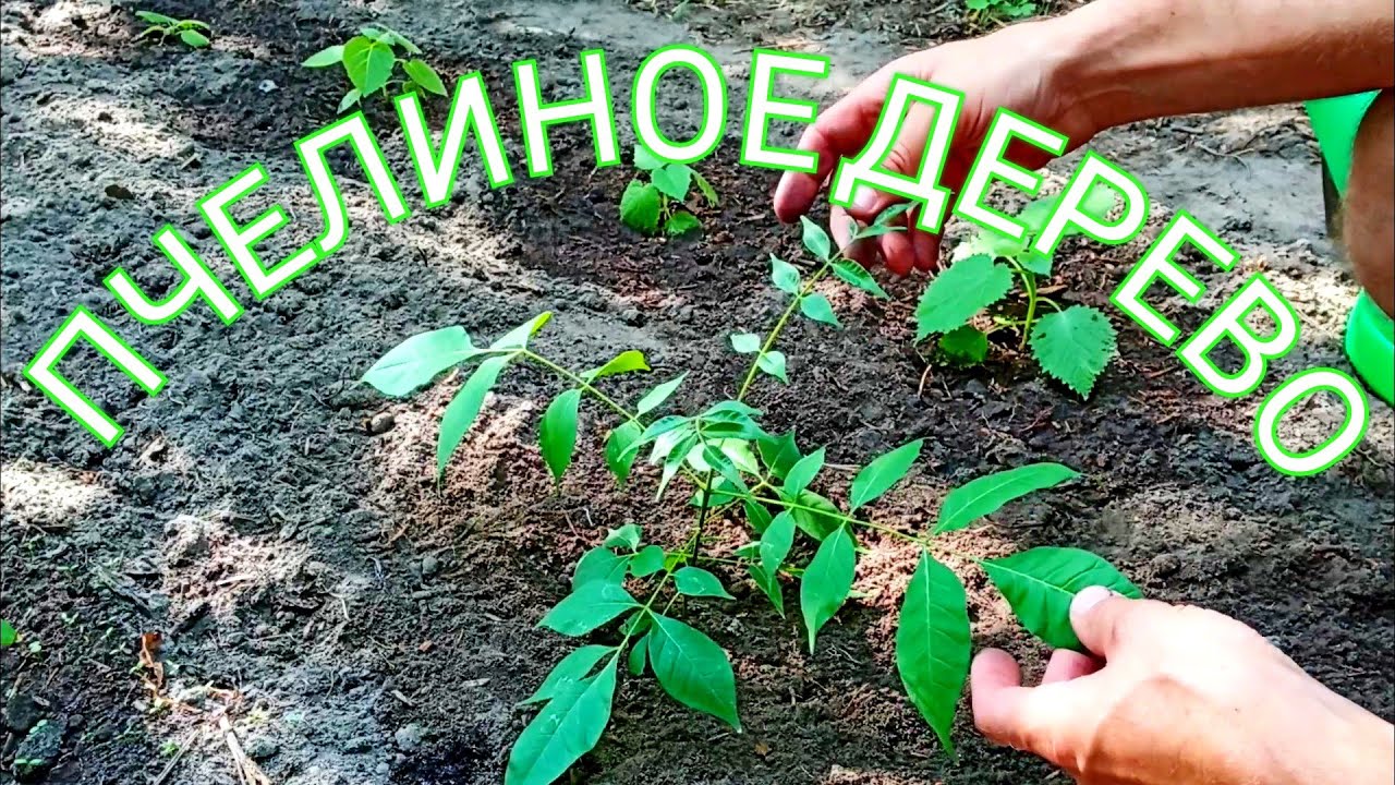 Эводия Даниэля из семян, результаты проращивание