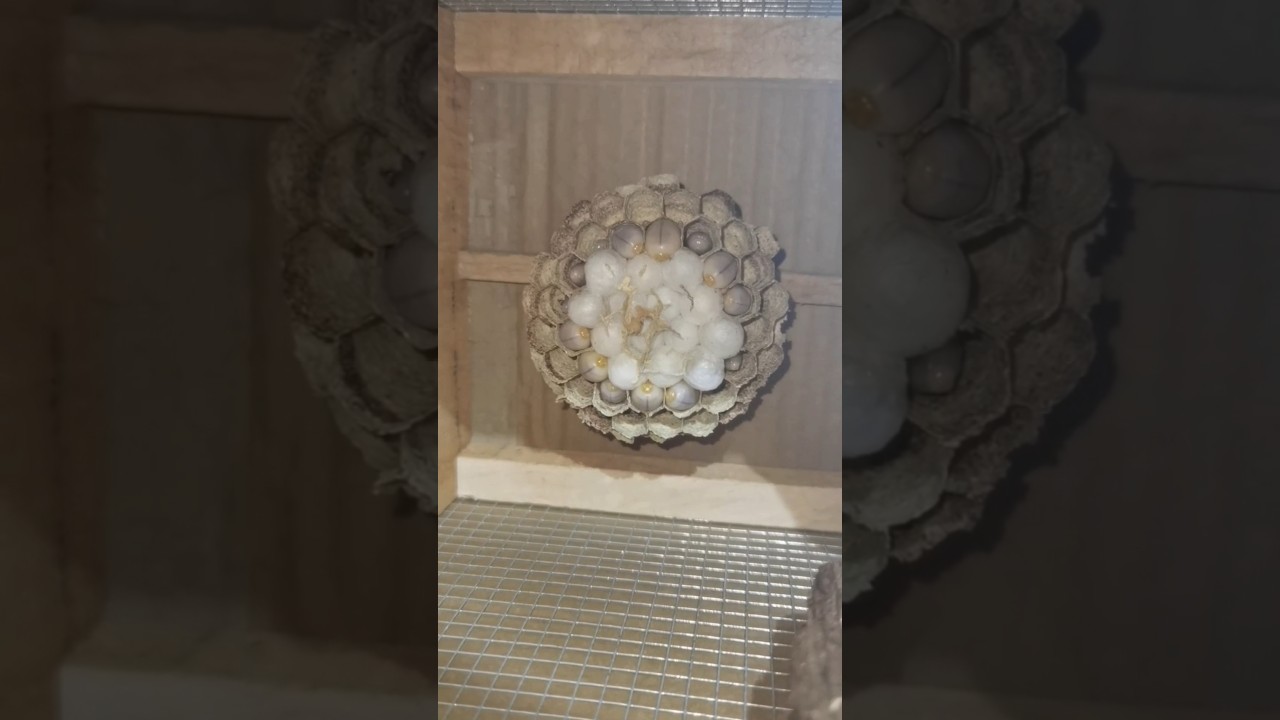 Giant Hornet Nest Construction &ndash; Inside a Captive Breeding Box 💥