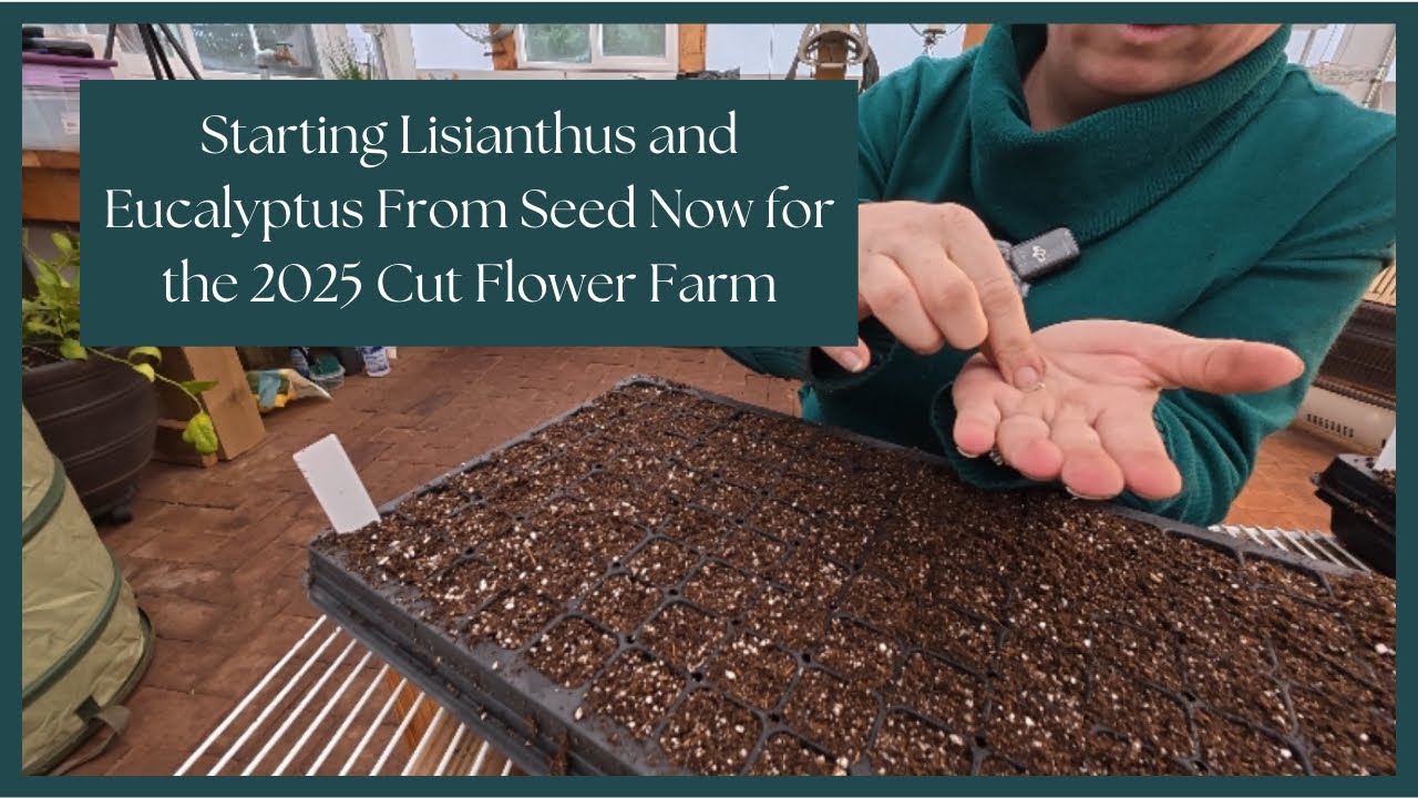 Starting Lisianthus & Eucalyptus from Seed for the 2025 Flower Farm 🌱