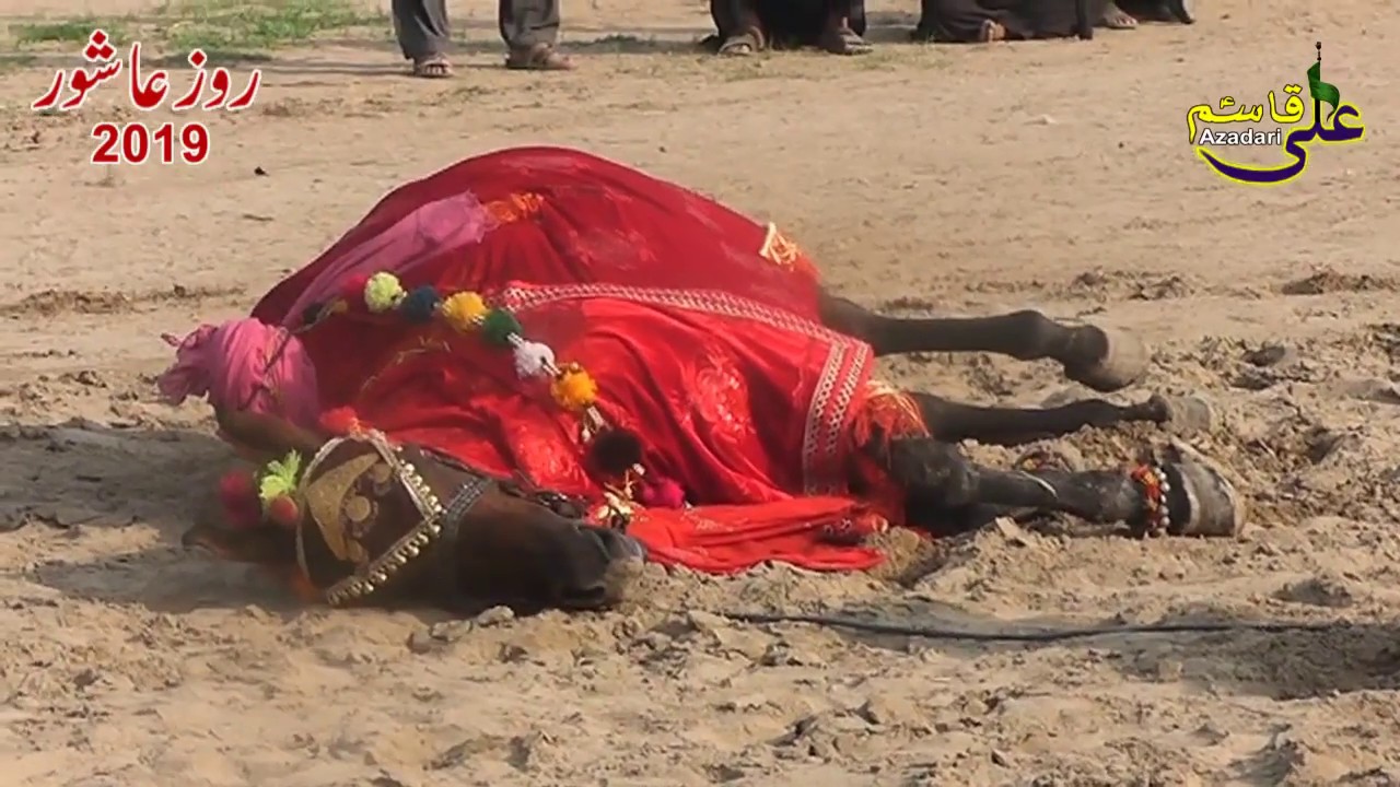 zuljanah 10 muharram 2019 pakki shah mardan https://youtu.be/_AVJSBaxVT4