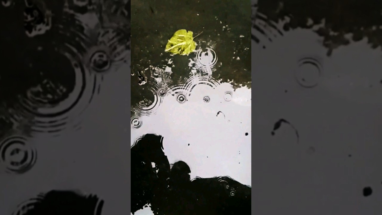 Wabi sabi #nature #rain #aesthetic #fall #autumn #rainy #slowmotion #slowmo #edit #wabisabi #shorts