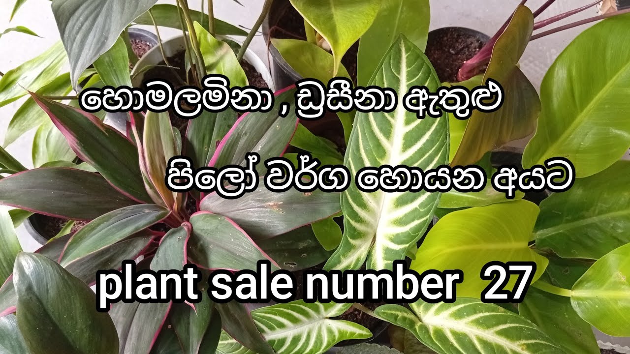 හොමලමිනා , ඩ්‍රසීනා වර්ග හොයන අයට | plant sale number 27 | 0707475222 ( Sri Visithuru Plant Nursery 