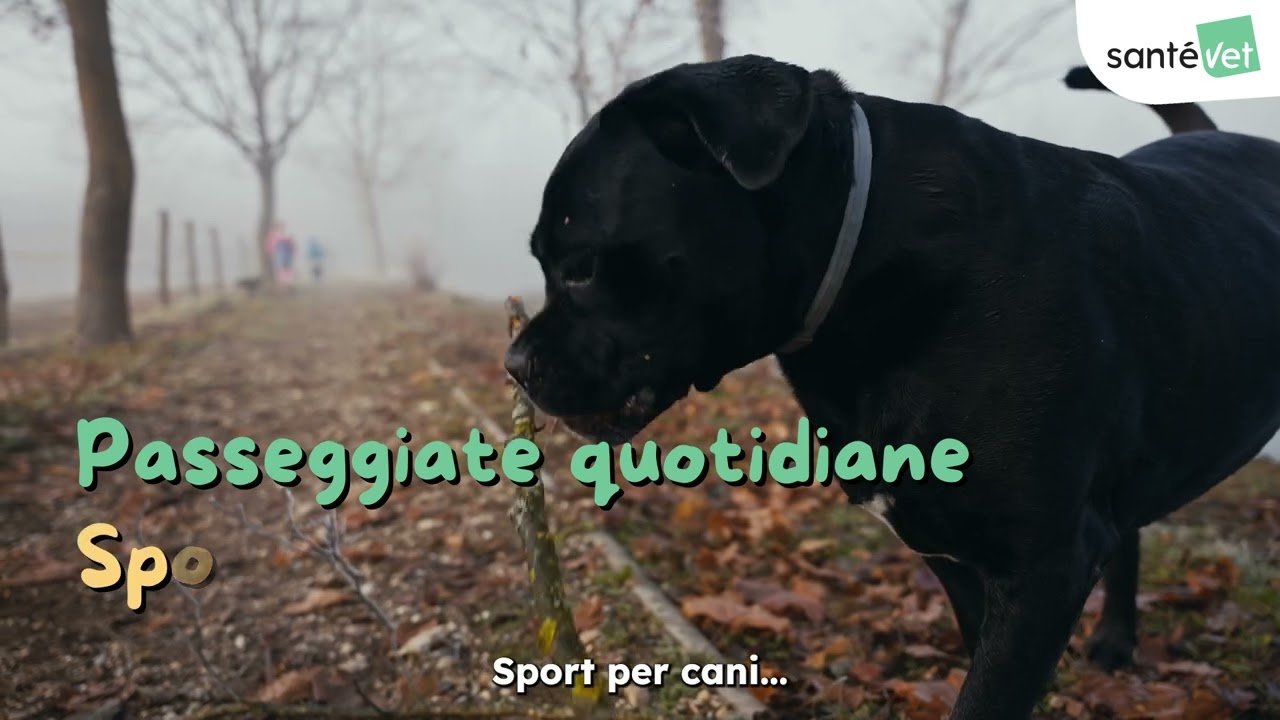 🐕 Cane Corso: origini, carattere, bisogni!