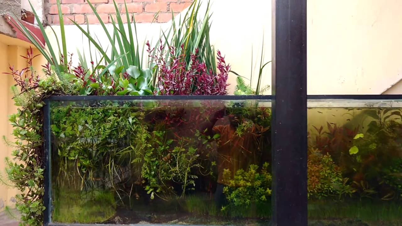 Acuario plantado  900 litros al sol  en invierno