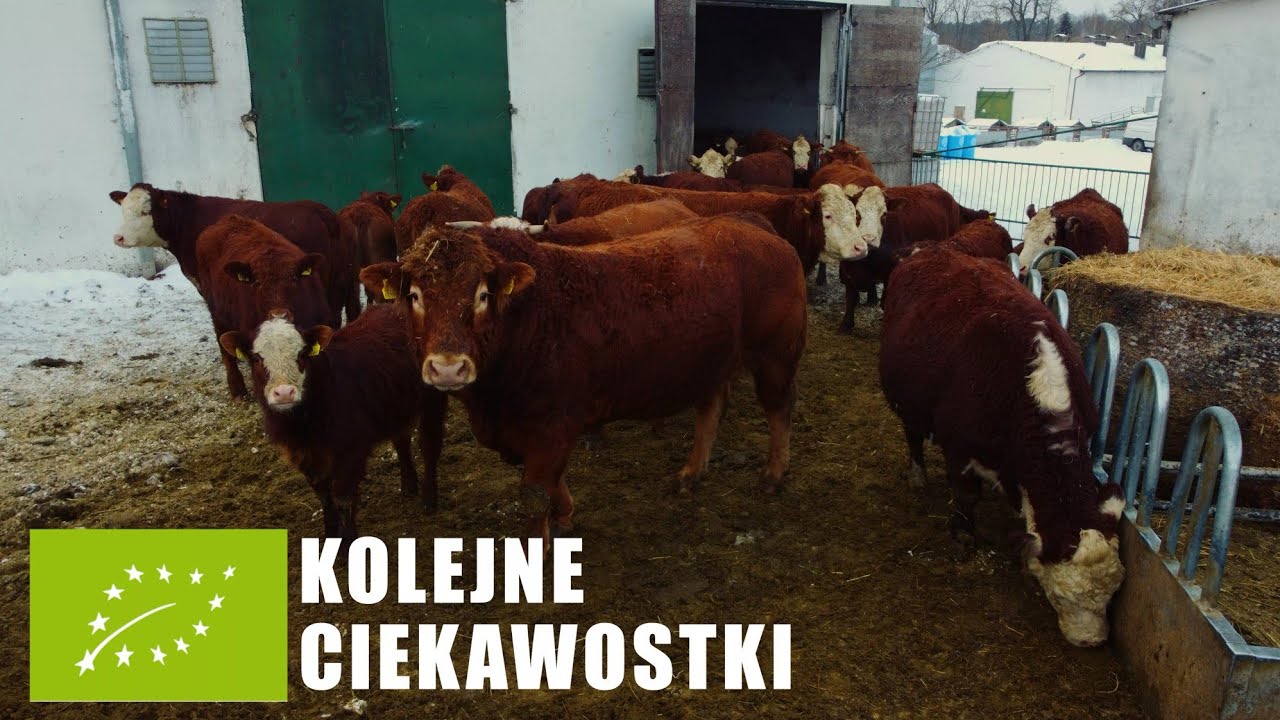 🐂 Kilka dni z życia Hodowcy Bydła Mięsnego w Ekologii | Lucerna już zaczyna rosnąć ;)