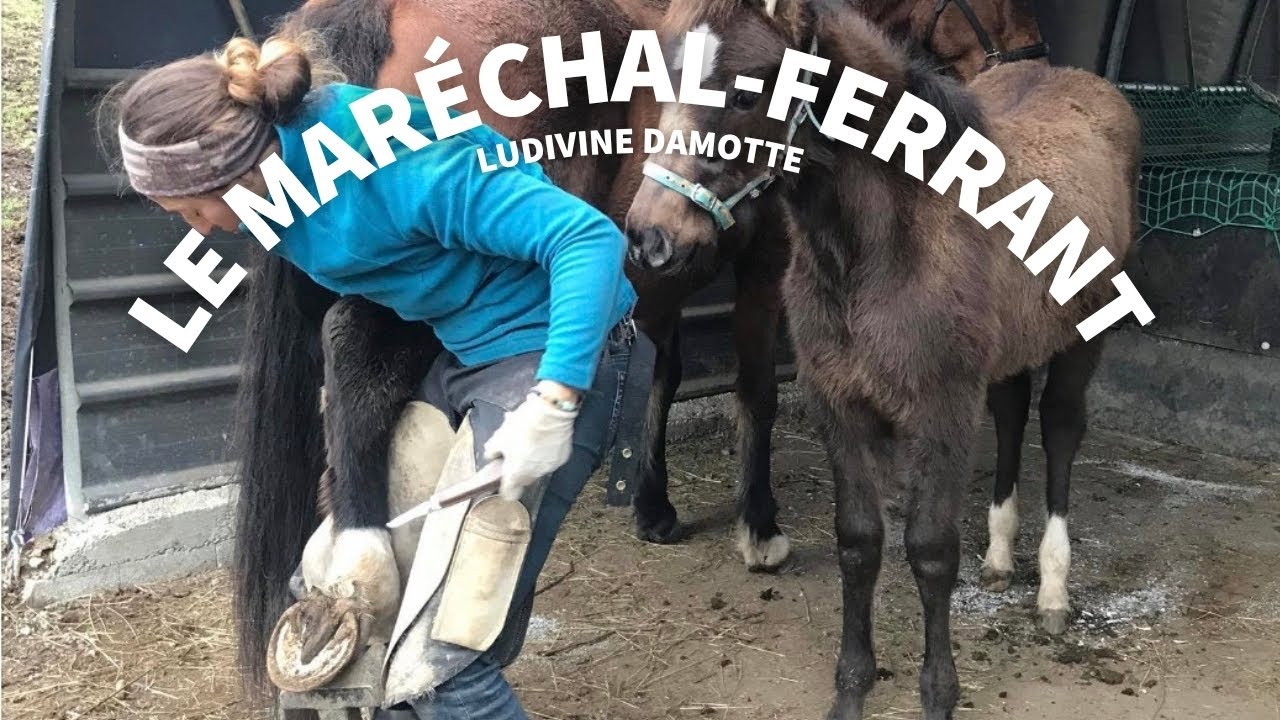 LUDIVINE DAMOTTE 🐴 : LE MARÉCHAL FERRANT