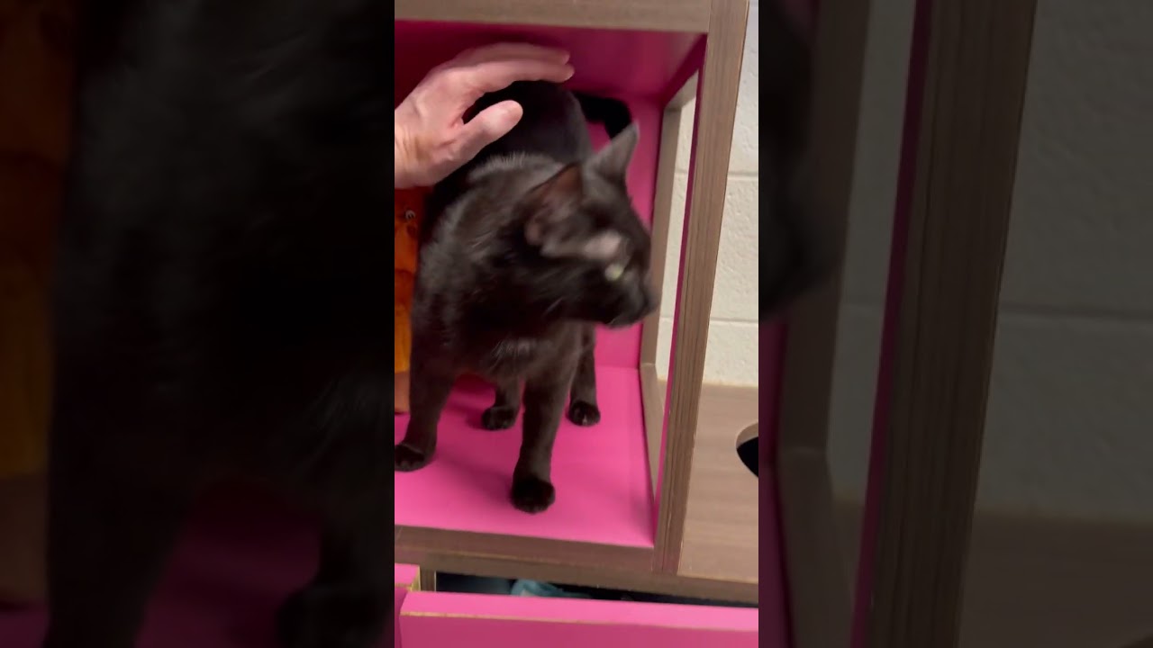 Catisfaction