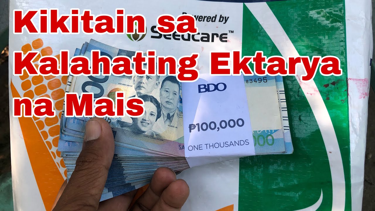 Ilang Tons ang Nakuha at Napagbentahan sa Kalahating Ektarya ng Mais