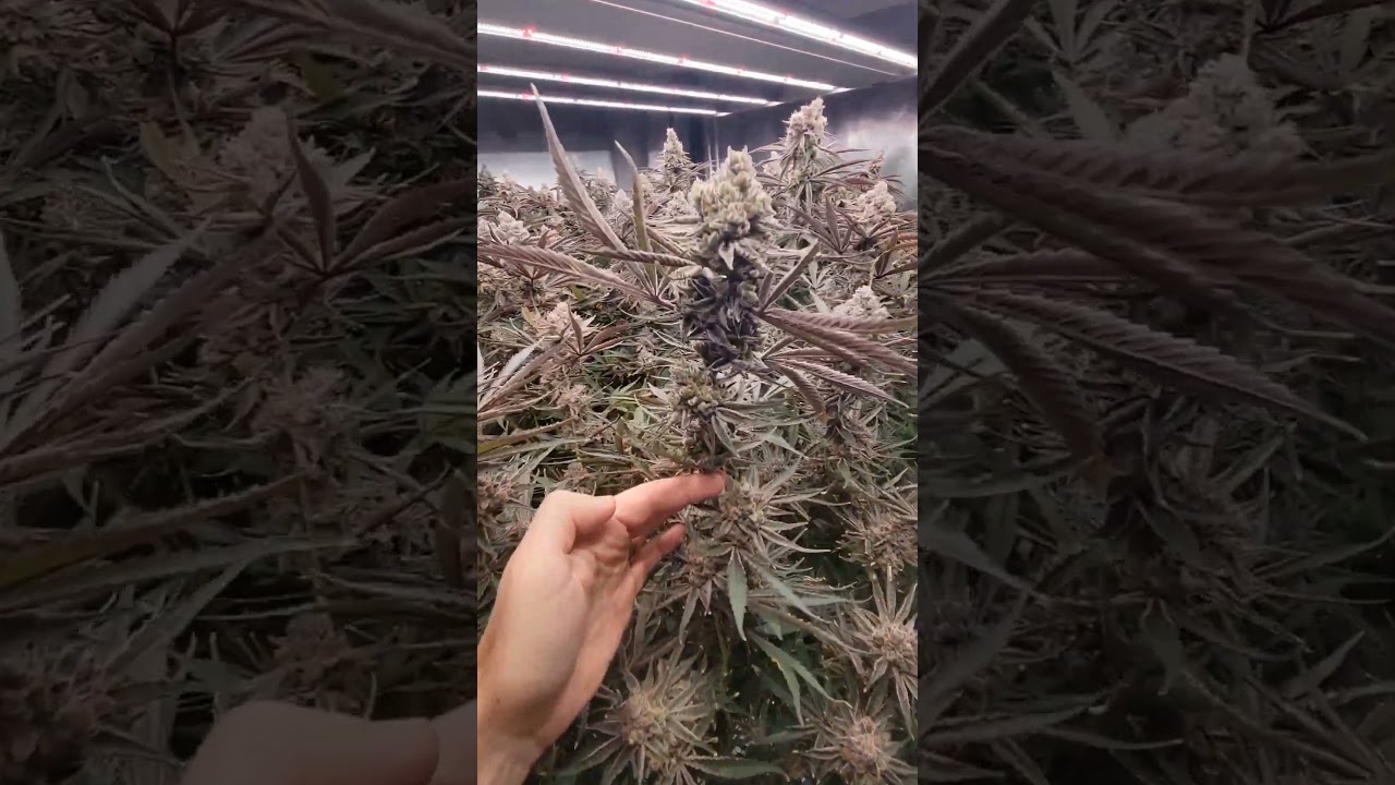 12 Plant Legal Cannabis Grow Yield