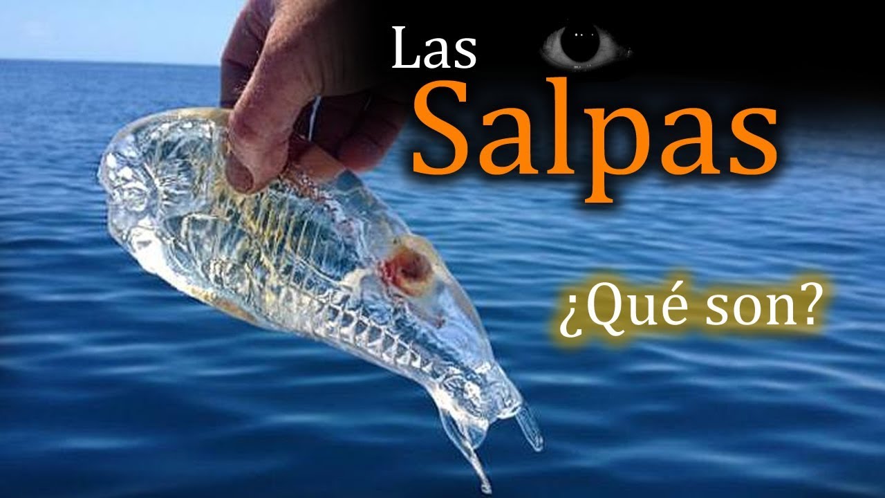 Las salpas: Transparentes y con un RARO ciclo de vida