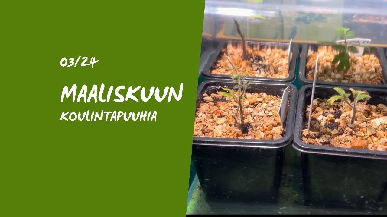 Tomaatin, paprikan, latva-artisokan & munakoison koulintaa ennen lomalle lähtöä.