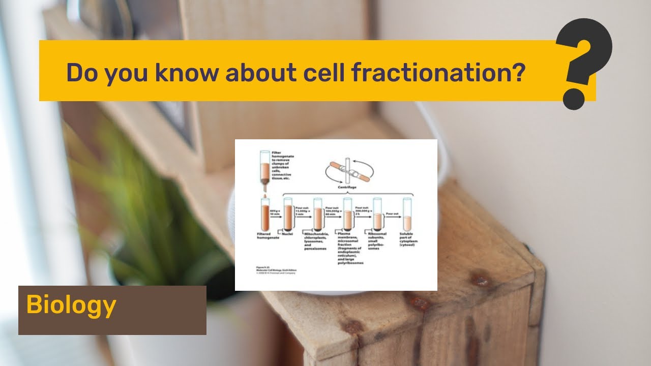 Cell Fractionation Unveiled