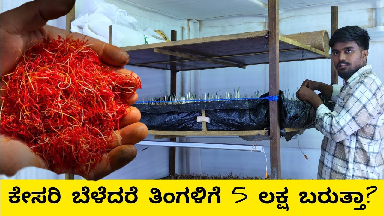 ಕೇಸರಿ ಬೆಳೆದರೆ ತಿಂಗಳಿಗೆ 5 ಲಕ್ಷ ಬರುತ್ತಾ | Saffron farming in Karnataka |