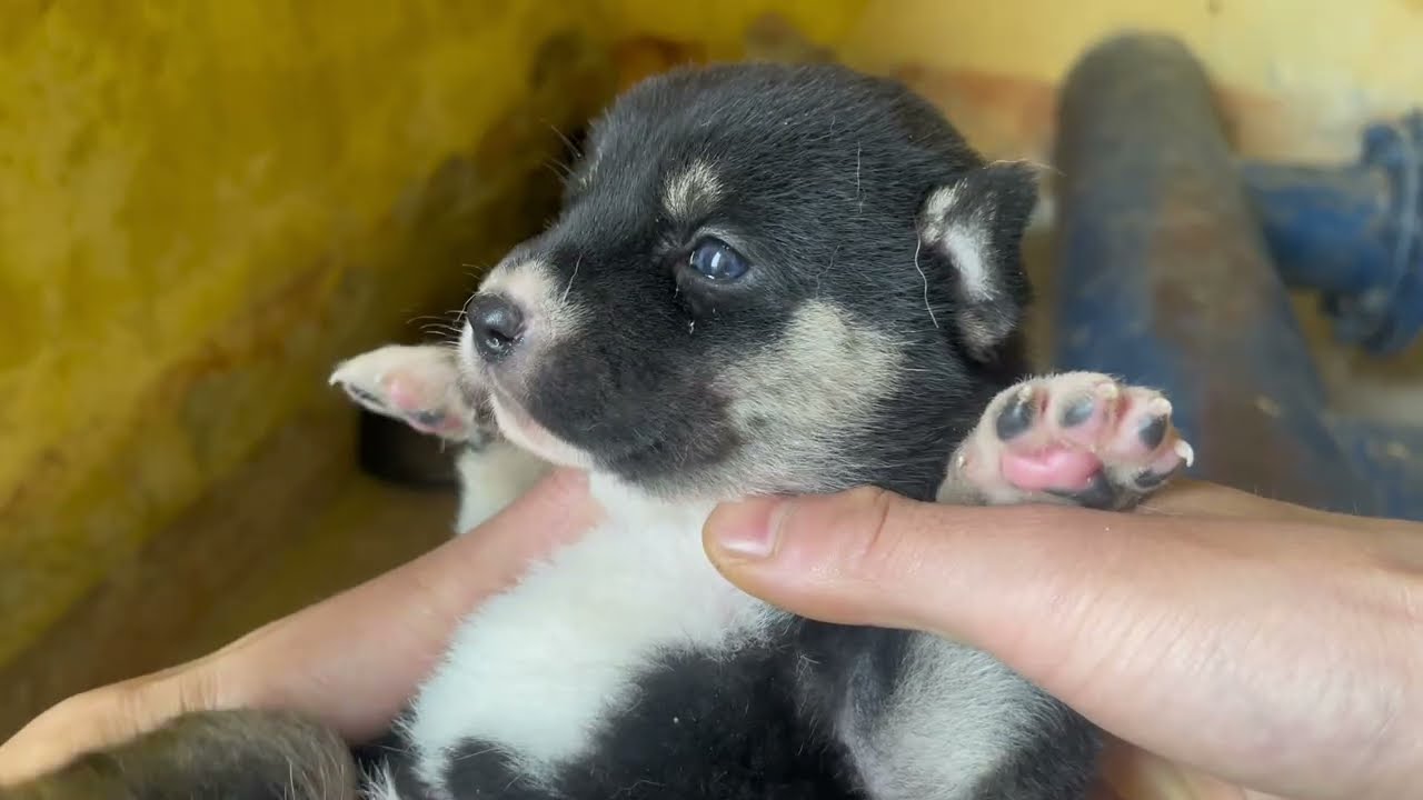 Admiring the Beauty of Newborn Puppies 🐶✨
