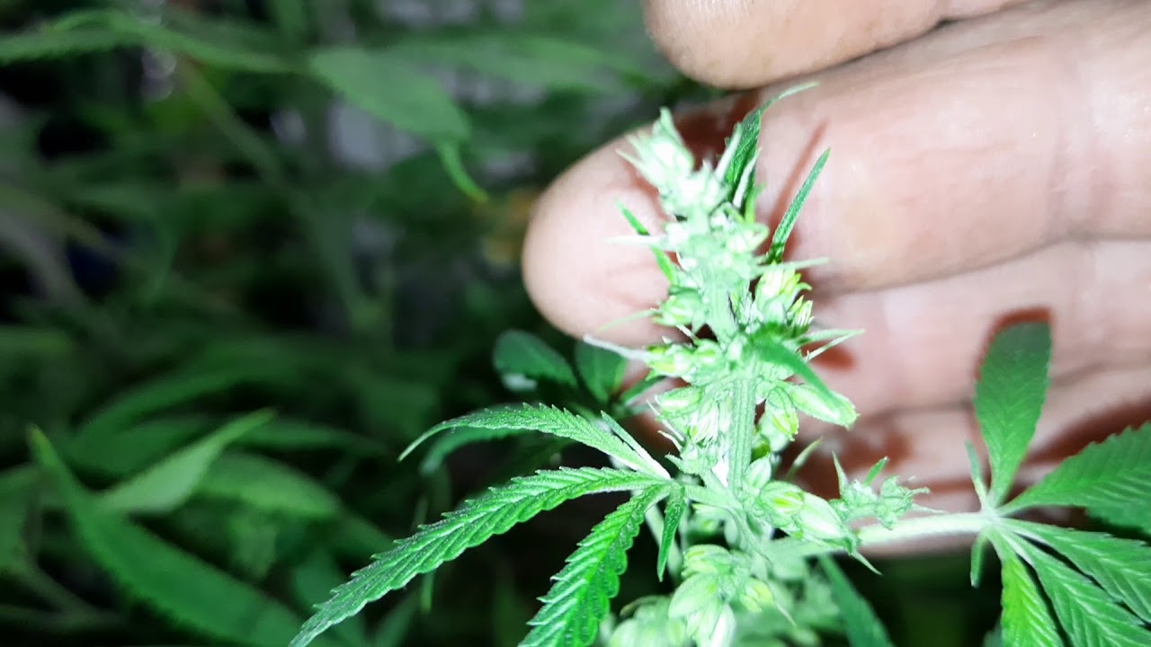 purple kush hunt#4  he's a she